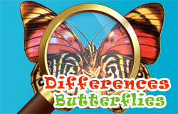 Znajdź różnicę: Motyle
